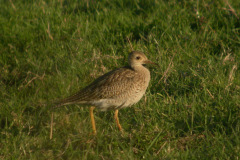 Upland-Sandpiper1
