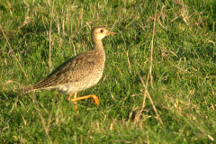 Upland-Sandpiper2