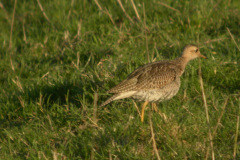 Upland-Sandpiper3