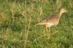 Upland-Sandpiper4
