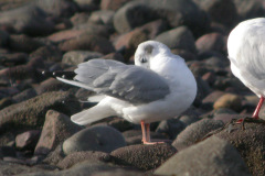 Winter-Bony1