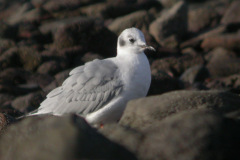 WinterNewbigginBony