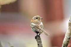 Woodchat-Shrike-Hartlepool-34-scaled