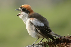 Woodchat-Shrike12-1