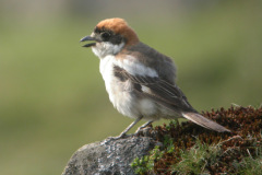 Woodchat-Shrike3