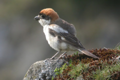 Woodchat-Shrike4