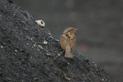 Wryneck-Newbiggin-2-scaled
