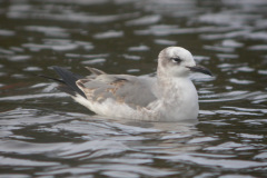 newquay1stwlaughinggull4