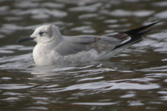 newquay1stwlaughinggull7-1