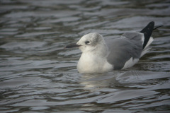 newquay2ndwlaughinggull