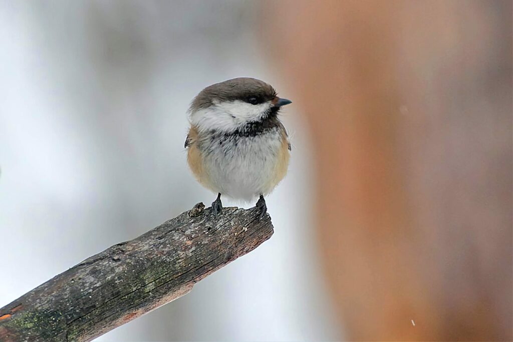A fluffy Siberian Tit sitting face on, on a bare branch.