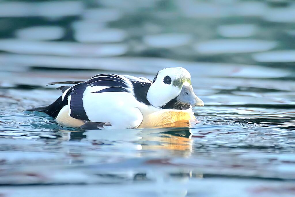 Stellar's Eider