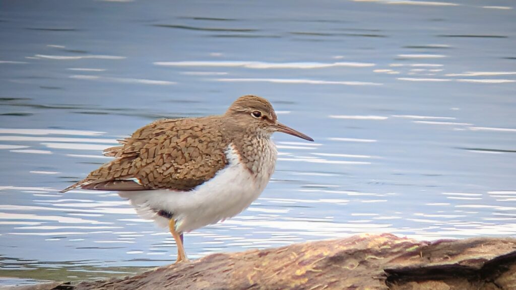 Common Sandpiper stood on a rock near the lake shore, facing right.