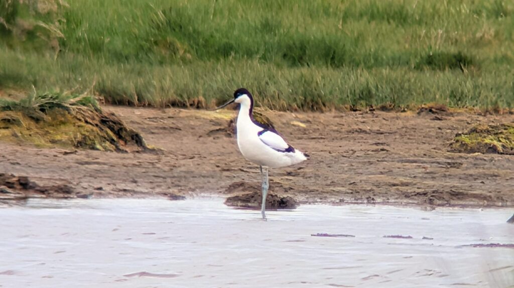 Pied Avocet