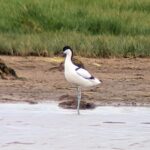 Pied Avocet
