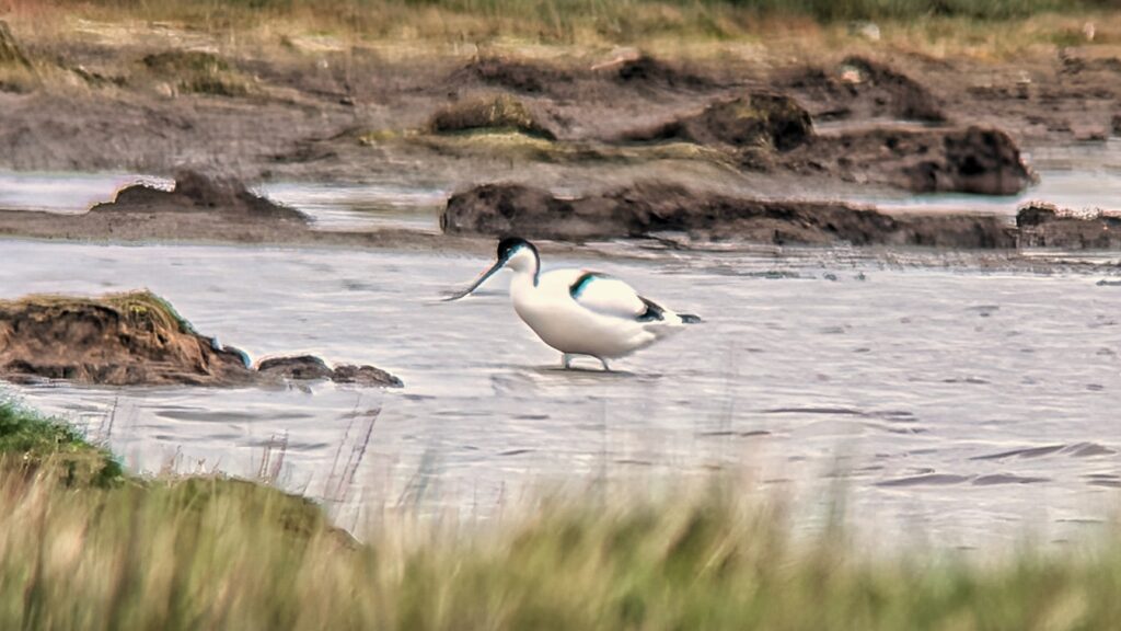 Pied Avocet wading in deep water. Facing left showing its up-curved bill.