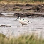 Pied Avocet wading in deep water. Facing left showing its up-curved bill.
