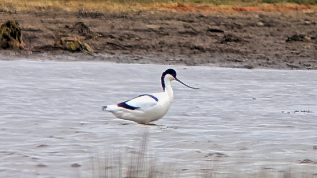 Pied Avocet wading in deep water. Facing right showing its up-curved bill.