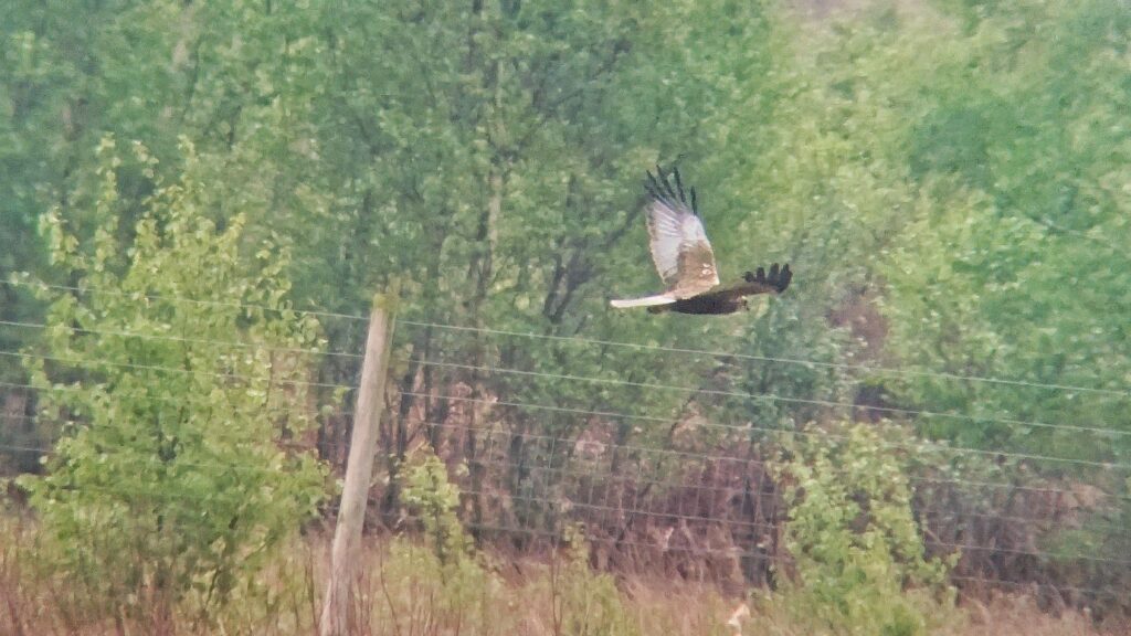 1st summer male Marsh Harrier flying right in front of a silver birch wood and a deer fence.