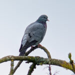 Stock Dove
