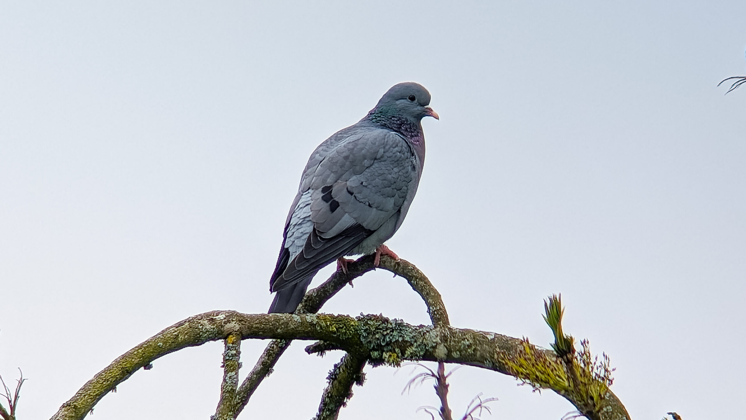 Stock Dove