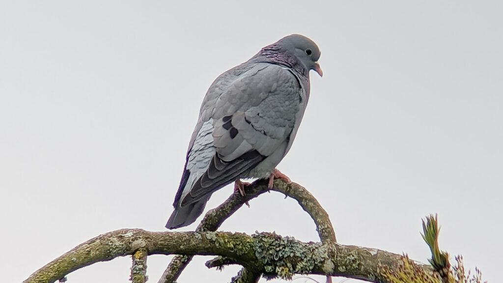 Stock Dove