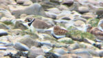 Ringed Plover and Dunlin on shoreline rocks
