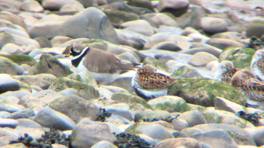 A candidate Tundra Ringed Plover stood on rocks facing left with four roosting Dunlin.