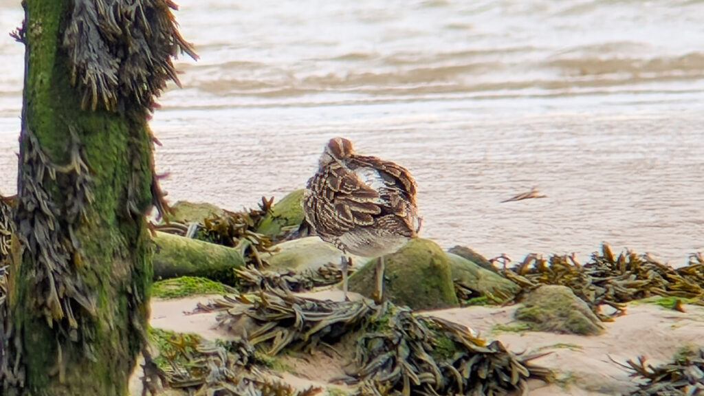 Whimbrel