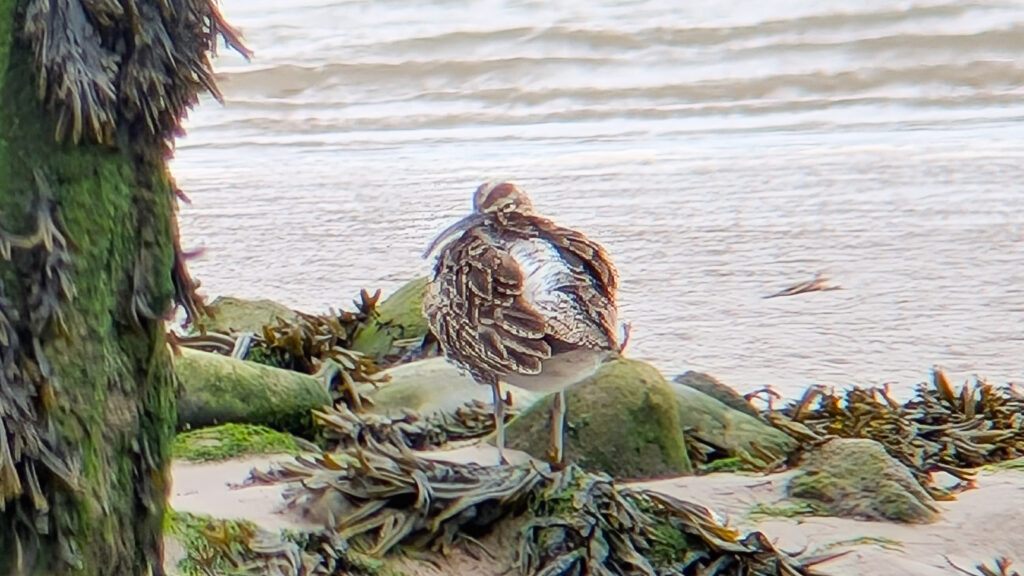 A Eurasian Whimbrel rear on with striped head looking over its left shoulder, stood on seaweed covered rocks. the bird is ruffling its wings showing its white rump.