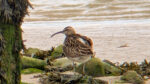 Whimbrel