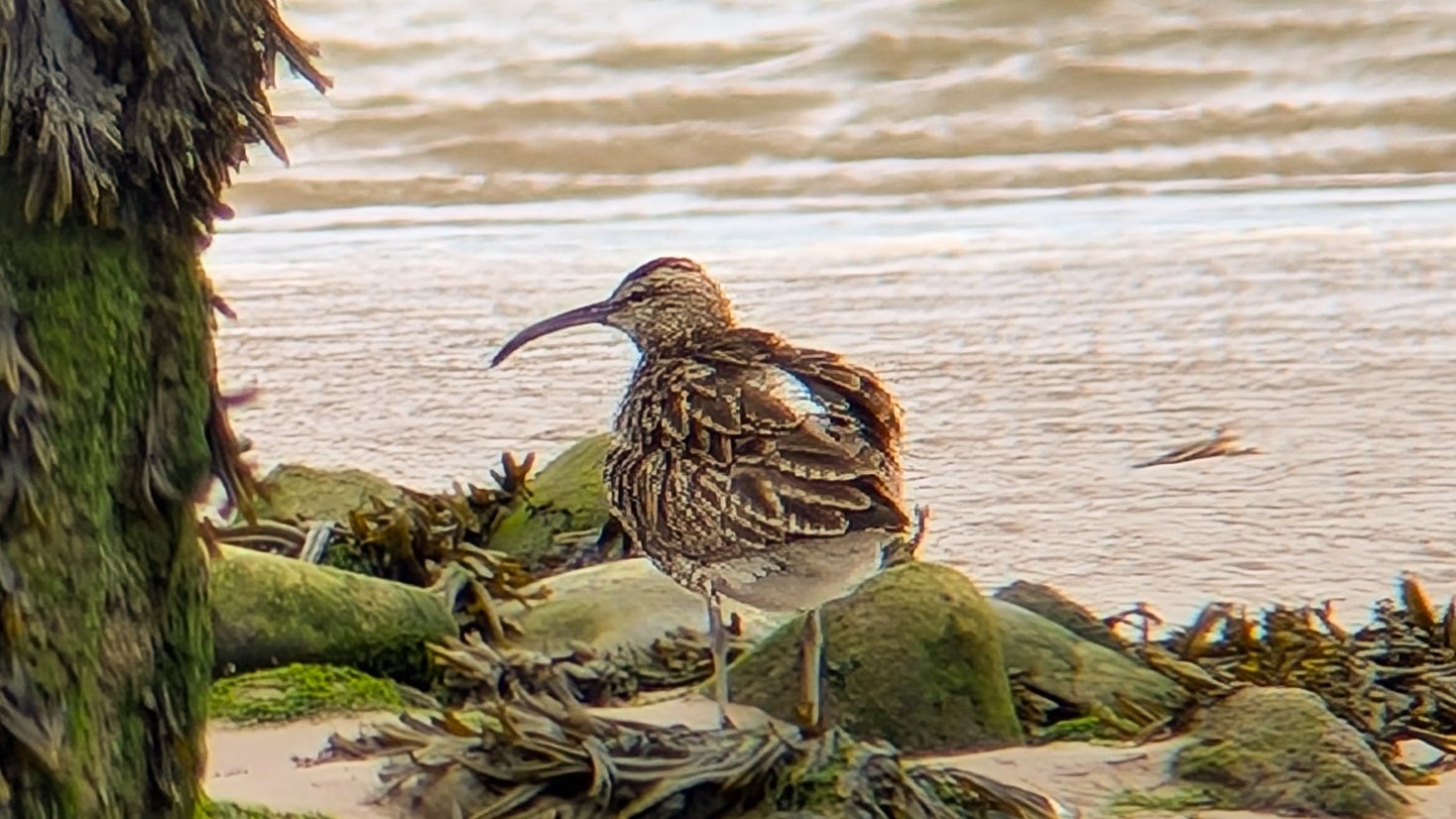 Whimbrel