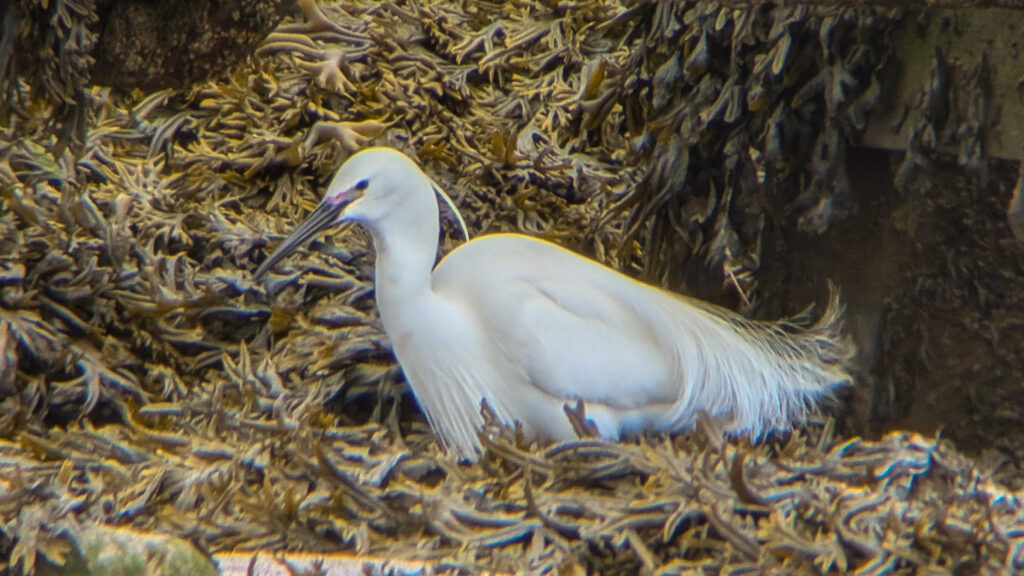 Little Egret in full breeding plumage facing left abd standing in a seaweed clad gulley.
