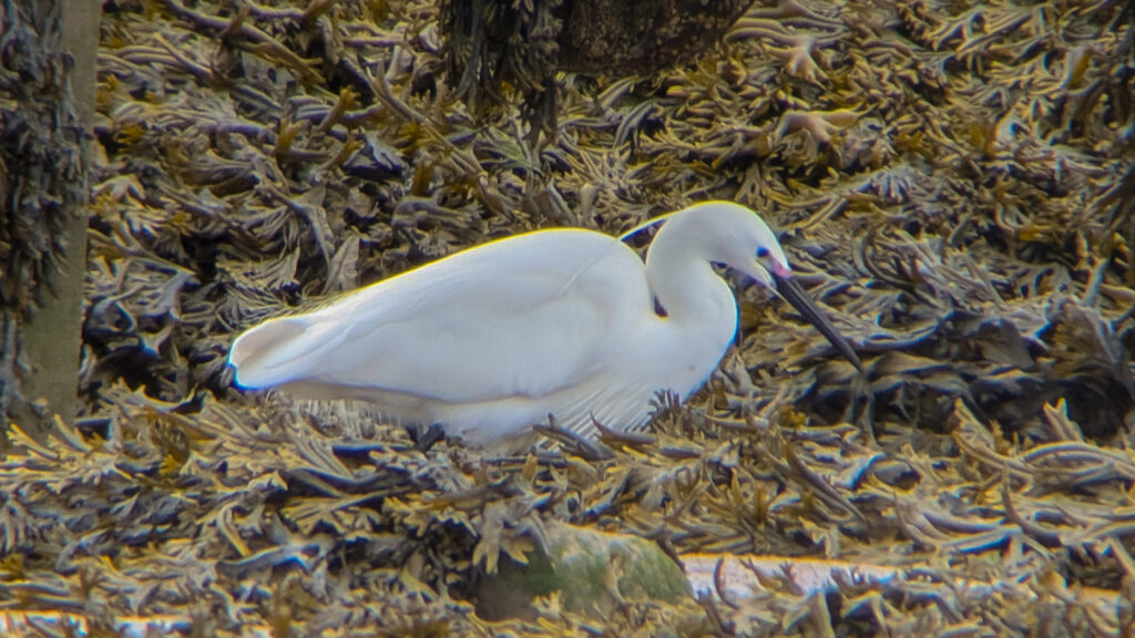 Little Egret