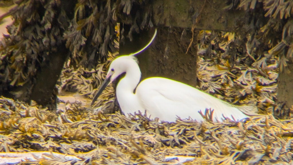 Little Egret in gully surrounded by seaweed. Facing left with head plume blowing in the wind.