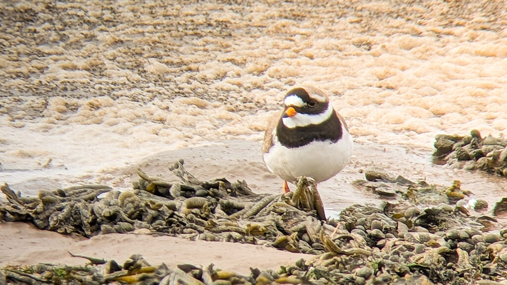 Ringed Plover