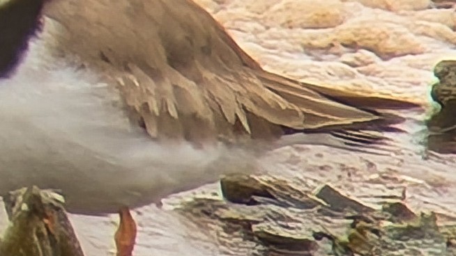 A close crop of the rear section of a nominate Ringed Plover showing worn flight feathers.