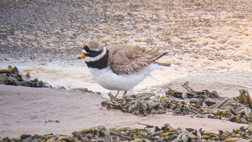 nominate Ringed Plover stood on seaweed