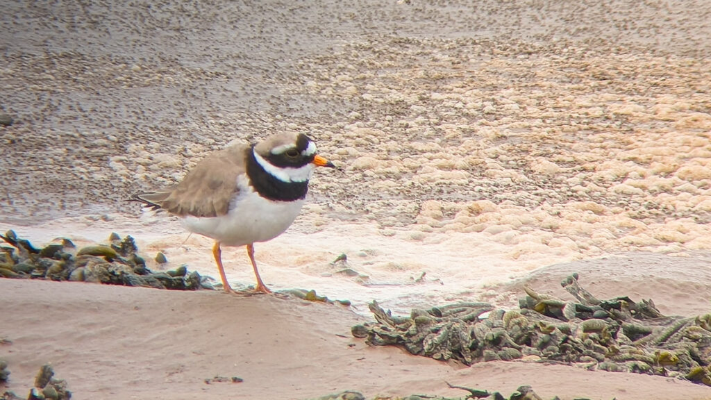 Ringed Plover