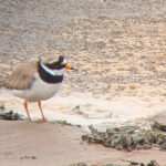 Ringed Plover (nominate) stood on mud in the left of image facing right.