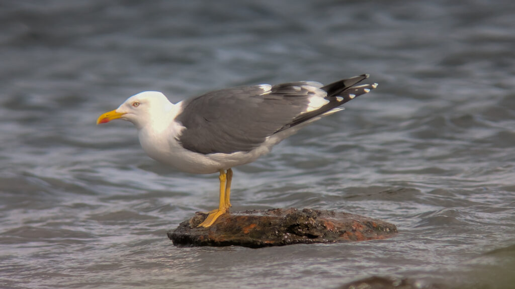 An adult Lesser Black-backed Gull facing left, stood on a rock in a lake.