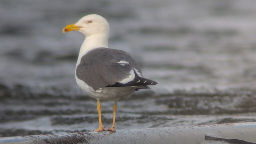 A 4th calendar year Lesser Black-backed Gull rear on, facing left, stood on a rock in a lake.