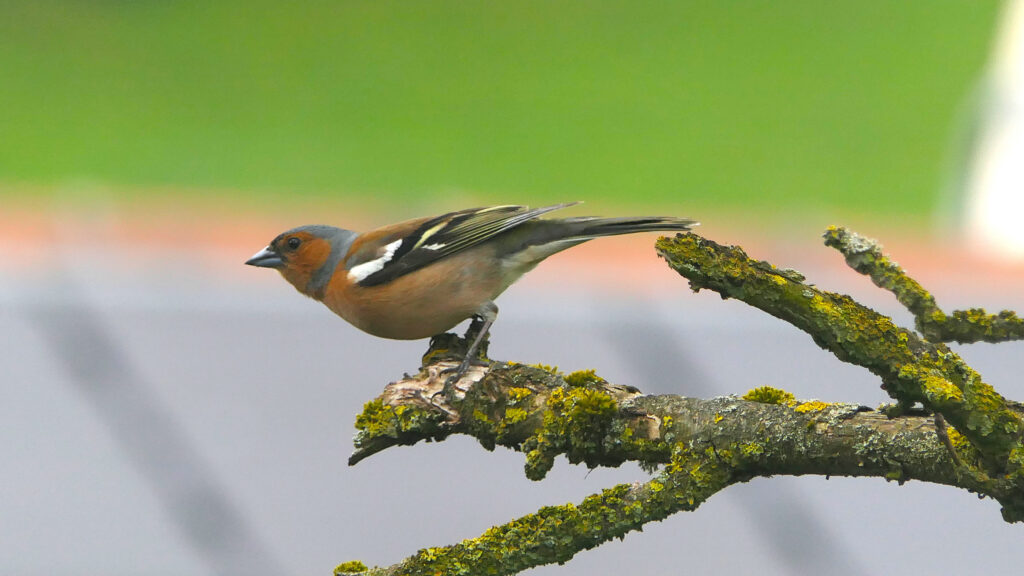 Male Chaffinch perched on a mossy branch facing to the right. The bird has a chestnut face, throat, breast, belly and underparts, with a grey cap that extends in a narrow band below the chin, the brown back and flight feathers contrast with extensive wing bars.