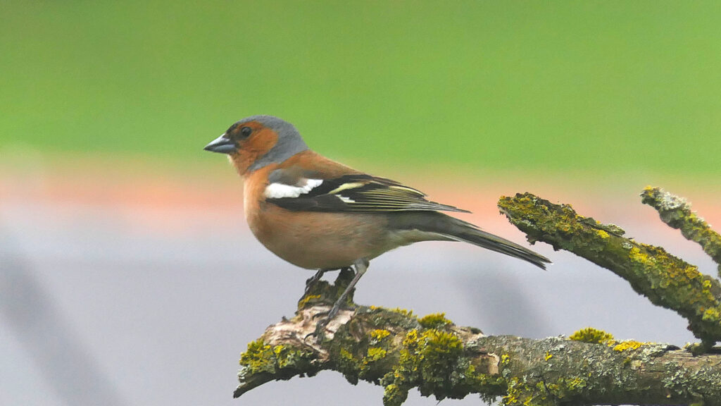 Male Chaffinch perched on a mossy branch facing to the right. The bird has a chestnut face, throat, breast, belly and underparts, with a grey cap that extends in a narrow band below the chin, the brown back and flight feathers contrast with extensive wing bars.