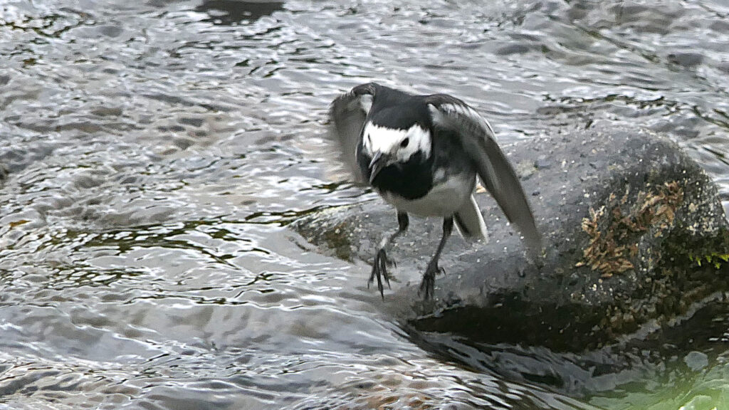 A Pied Wagtail hovering above a mossy rock and facing forwards. Showing its white face contrasting with the black head, throat, back and tail in turn contrasting with the white edged flight feathers and outer tail feathers.
