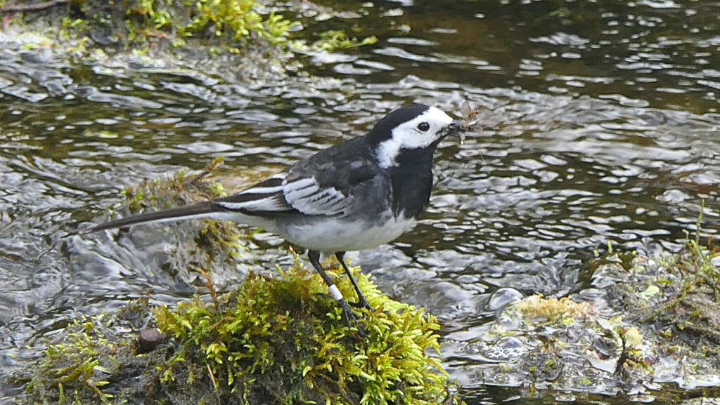 A Pied Wagtail perched on a rock and facing to the right. Showing its white face contrasting with the black head, throat, back and tail in turn contrasting with the white edged flight feathers and outer tail feathers.