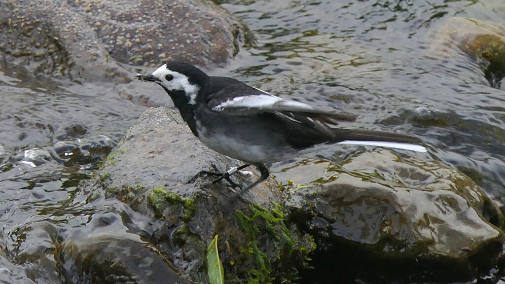 A Pied Wagtail perched on a rock and facing to the left with wing slightly raised. Showing its white face contrasting with the black head, throat, back and tail in turn contrasting with the white edged flight feathers and outer tail feathers.