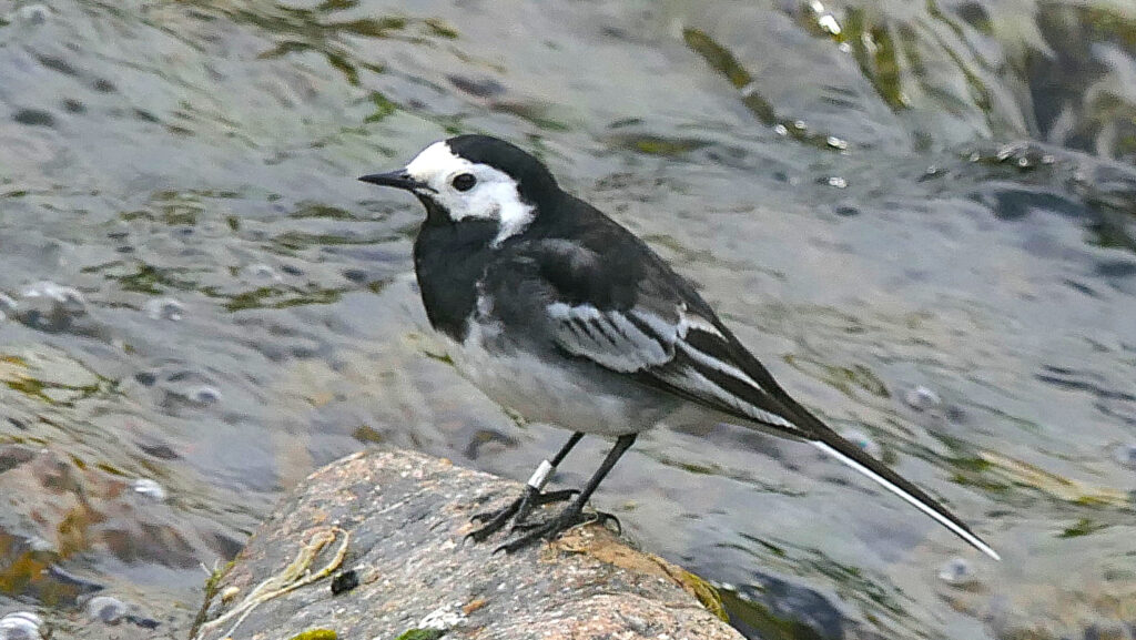 A Pied Wagtail perched on a rock and facing to the left. Showing its white face contrasting with the black head, back and tail in turn contrasting with the white edged flight feathers and outer tail feathers.