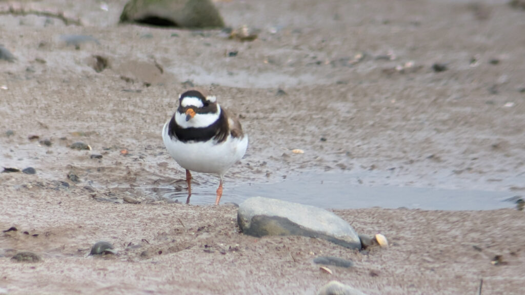 A candidate Tundra Ringed Plover stood in a small pool surrounded by mud. The plover is slightly to the left of center in the image. The Ringed Plover is face on showing its dark head and breast band contrasting with the white belly, throat and forehead. The bill is orange with a black tip, the legs are also orange.