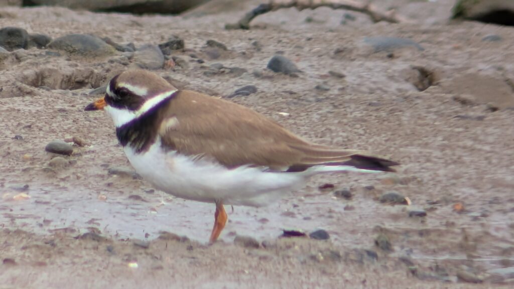 A candidate Tundra Ringed Plover stood near a small pool surrounded by mud. The plover is slightly to the left of center in the image. The Ringed Plover is facing left, showing its brown head, breast band and back contrasting with the white belly, throat and forehead. The bill is orange with a black tip, the legs are also orange.